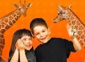 All About Amimals