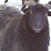 black sheep