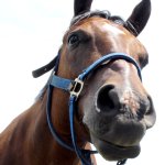 horse