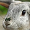 bunny