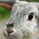 rabbit