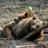 sleepy bears
